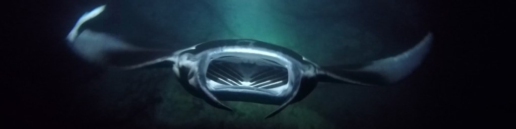48+ Hawaii Island And Ocean Tours Manta Ray Packages