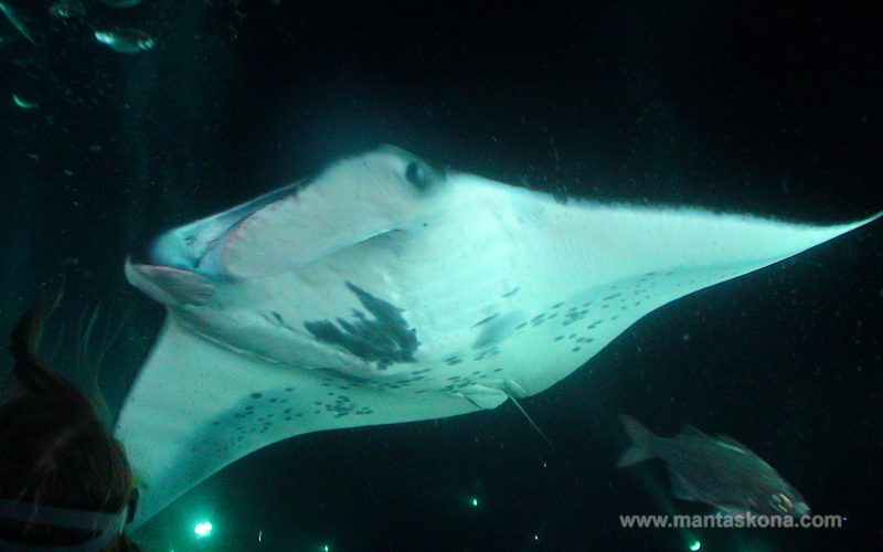 48+ Best Manta Ray Night Dive Kona Packages
