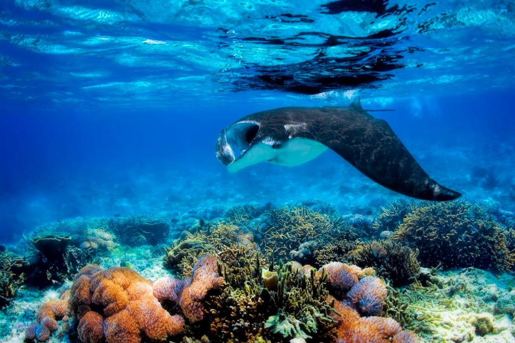 Amazing Big Island Hawaii Snorkeling Tours&nbsp;Packages
