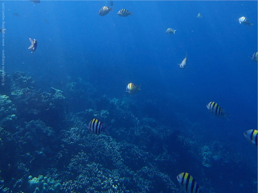 Amazing Snorkel Trip To Captain Cook Monument