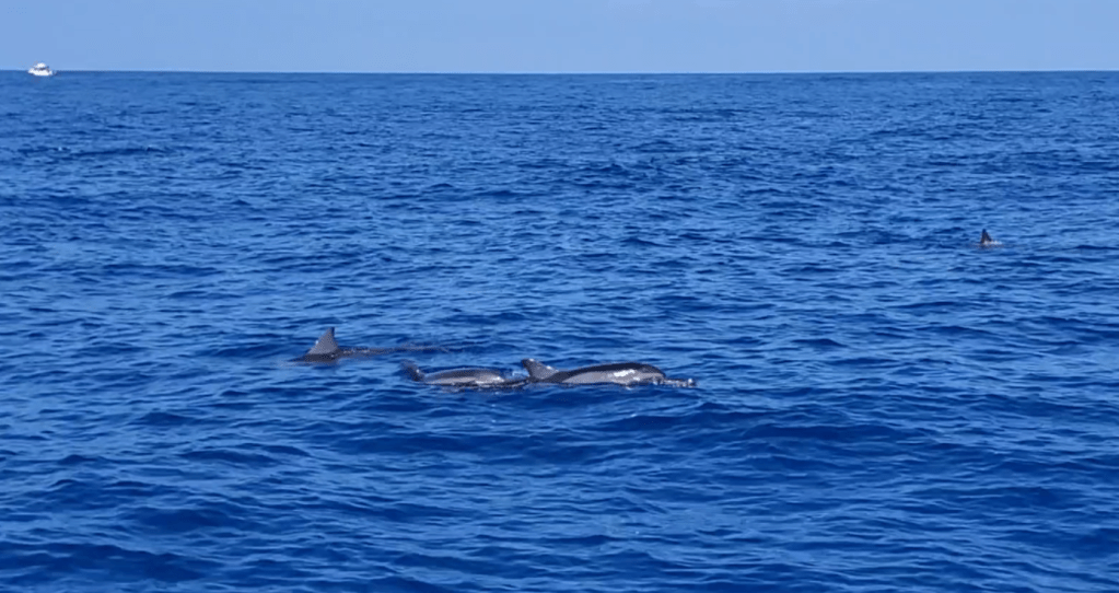 29+ Kona Dolphin Tour Packages