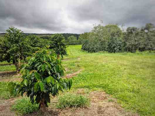 Visitors can take part in . Ka U Coffee Finding The Big Island S Secret Coffee