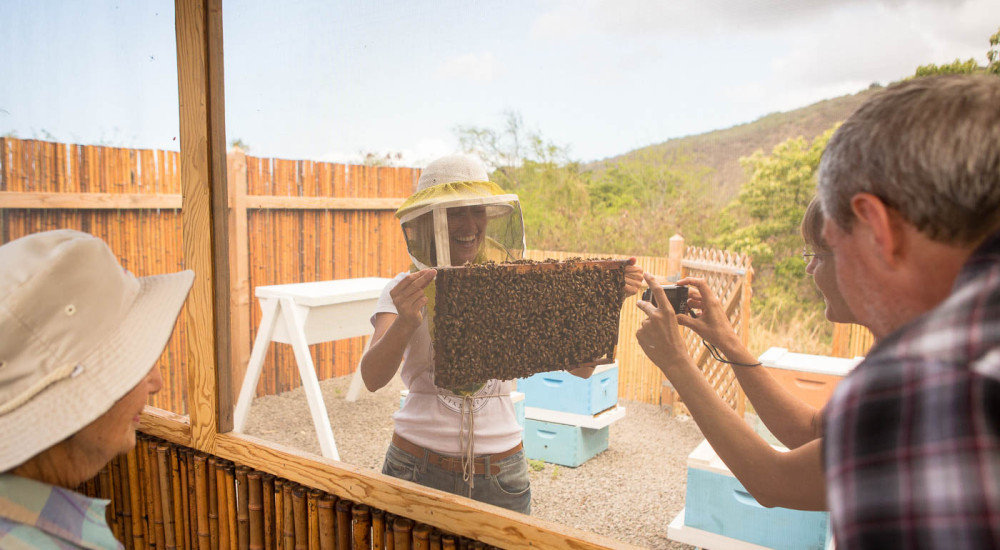Best Big Island Coffee Farm Tours&nbsp;Package