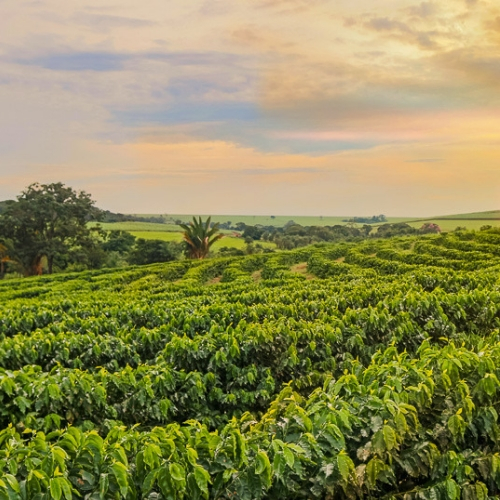 41+ Coffee Tour Kona Package