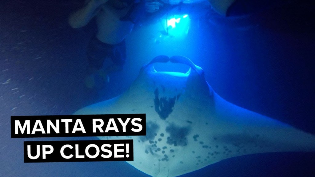 Amazing Best Manta Ray Night Snorkel Big Island Packages