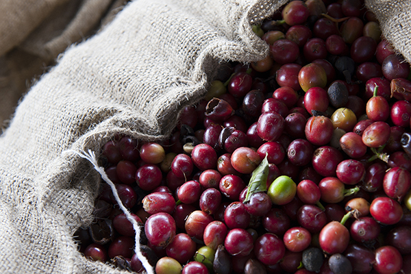 21+ Coffee Plantation In Kona Hawaii&nbsp;Package