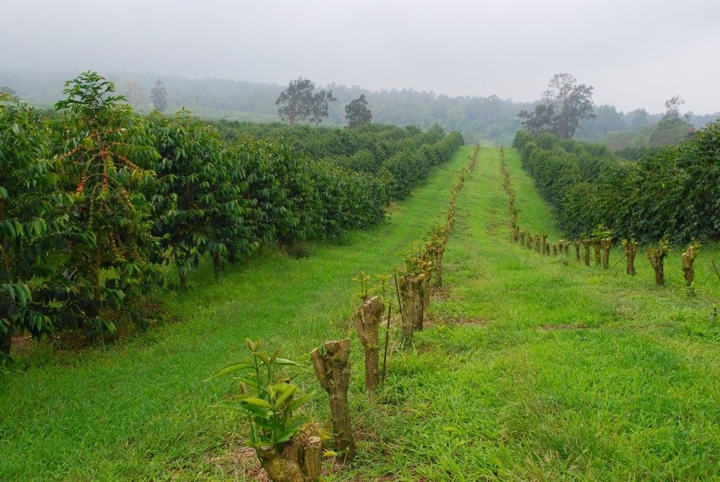 Best Coffee Plantation Kona Tour&nbsp;Packages