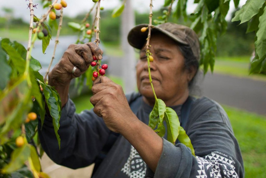 Best Big Island Hawaii Coffee&nbsp;Plantations