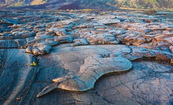 Hilo Whale Watching Tours&nbsp;Packages