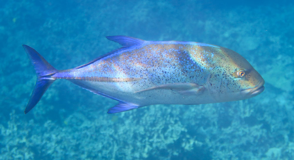 Exploring Captain Cook Snorkeling Big&nbsp;Island
