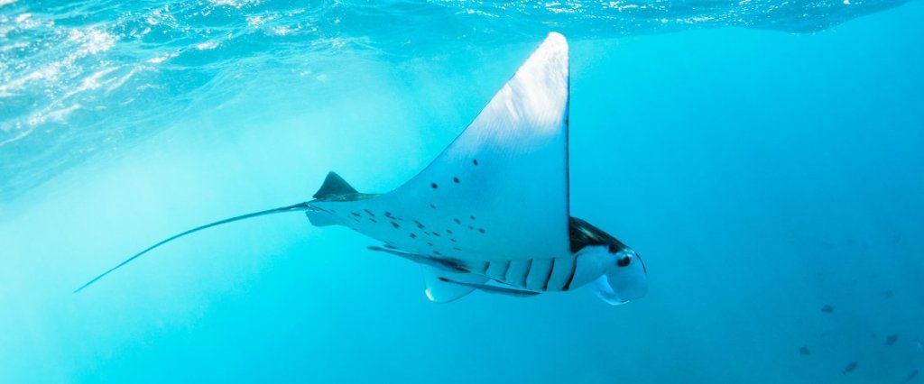 40+ Hilo Snorkeling Tours