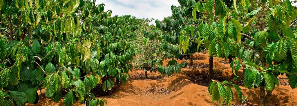 Best Best Coffee Plantation Tour&nbsp;Kona