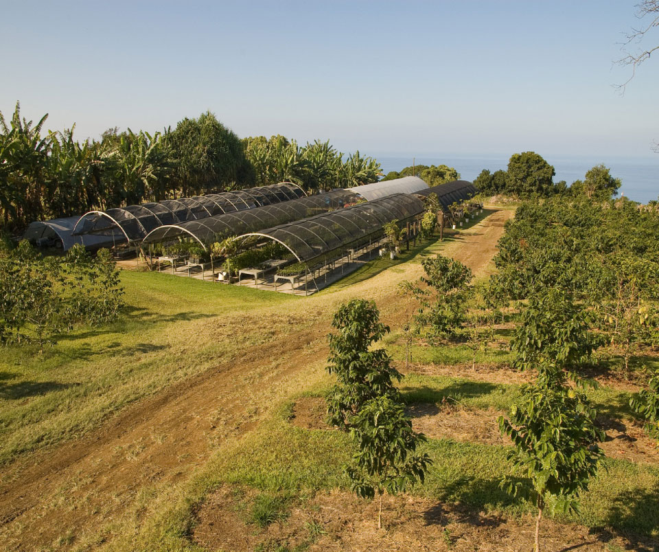 14+ Kona Coffee Tour&nbsp;Packages