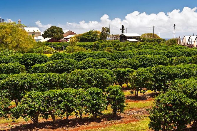 15+ Big Island Kona Coffee Tour Packages
