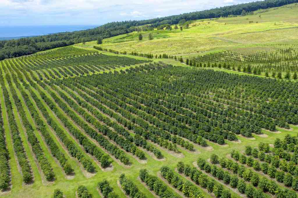 Best Big Island Coffee Plantation Package