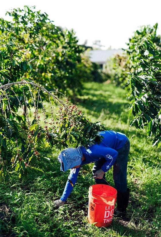 Amazing Best Coffee Farm On Big Island Package