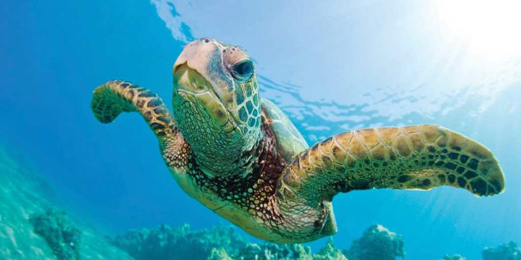 Amazing Big Island Tours From Waikoloa Packages