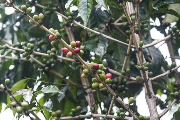 Best Best Coffee Farm Tours Big Island Packages