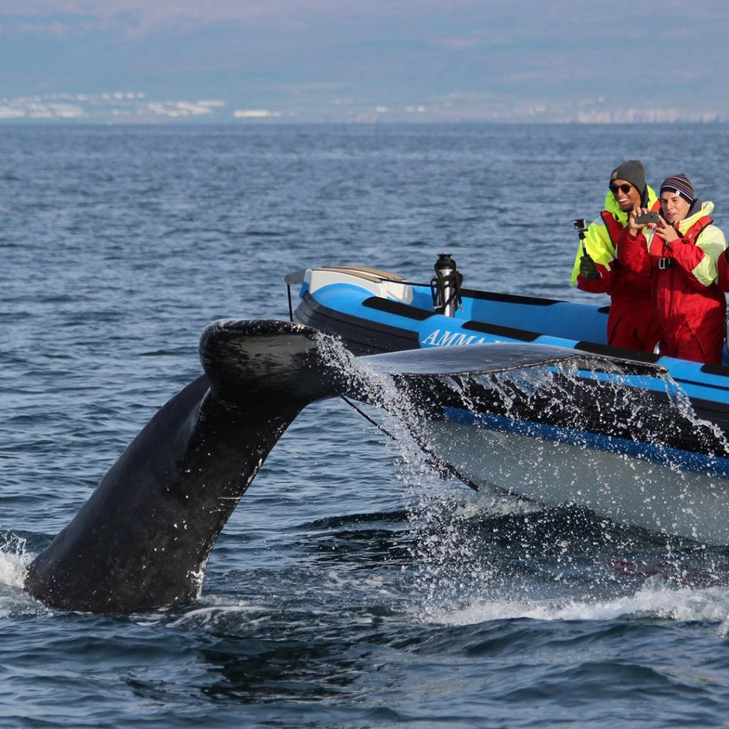 Best Whale Watching Boat Tours Big&nbsp;Island