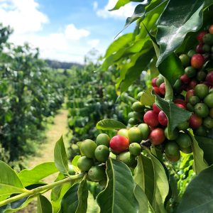 48+ Hawaii Big Island Coffee Farm&nbsp;Package