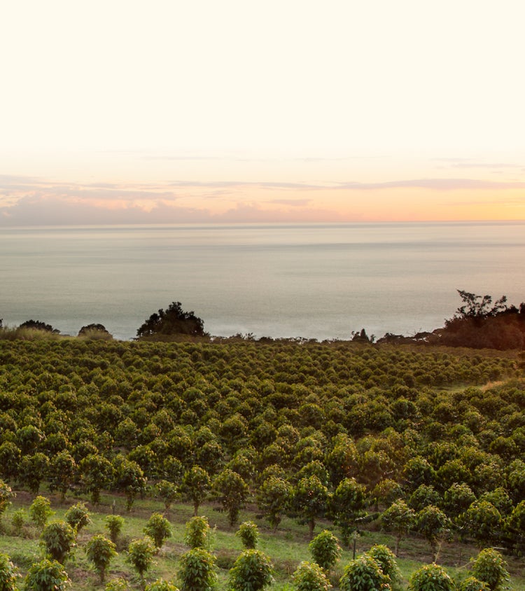 Amazing Coffee Plantation Tour Hawaii