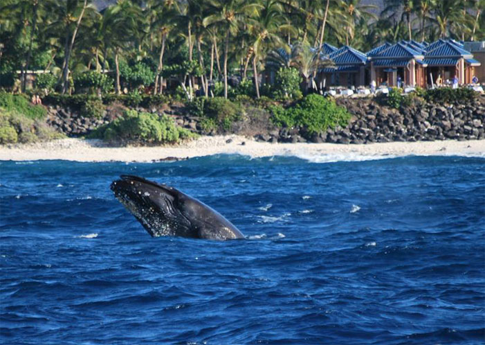 32+ Big Island Hawaii Whale Watching Tours Packages