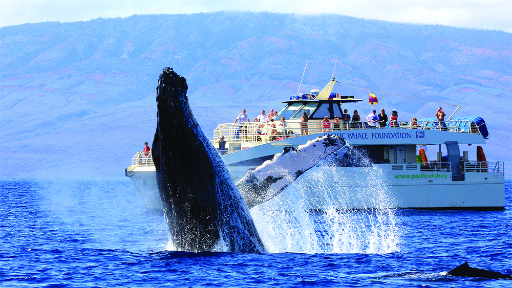Amazing Hawaii Big Island Whale Watching Tours