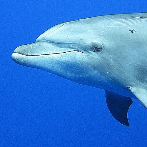 19+ Dolphin Adventures Big Island Hawaii&nbsp;Package