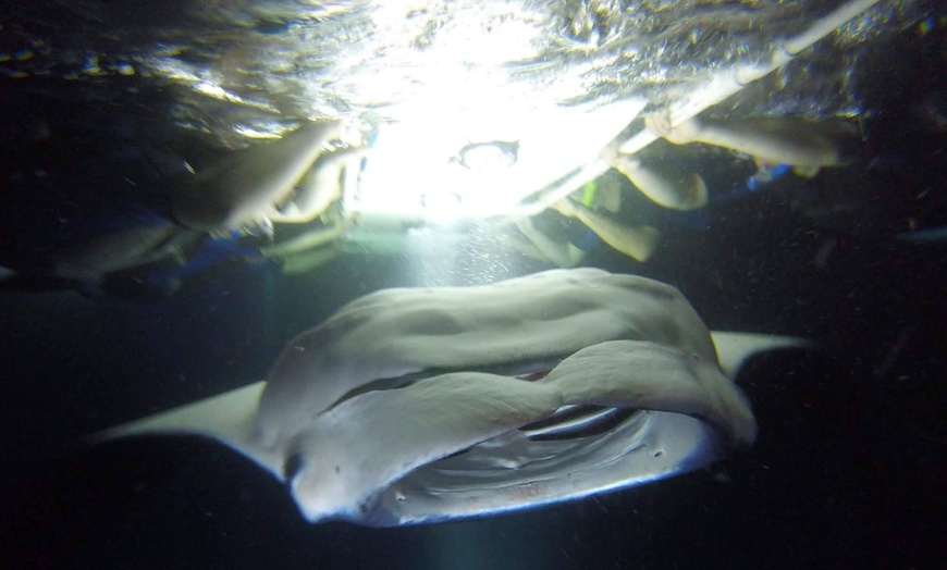 Exploring Hawaii Island And Ocean Tours