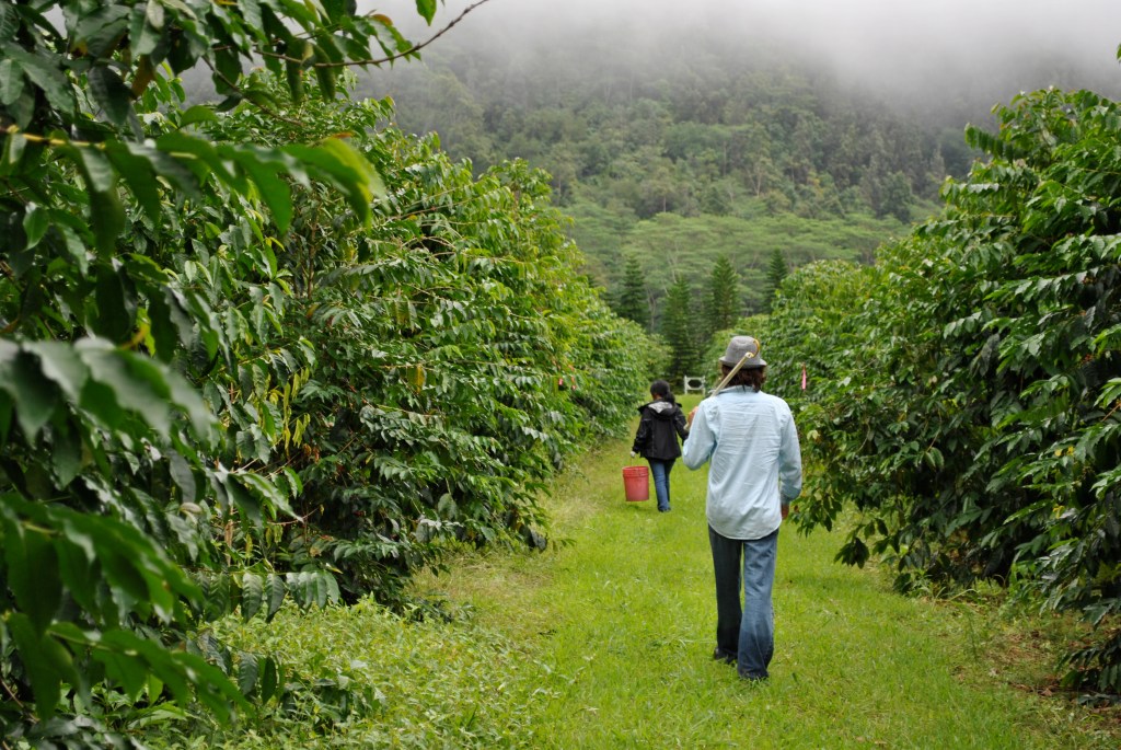 23+ Coffee Plantation Big Island Tour