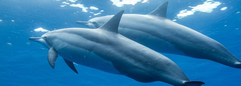 33+ Dolphin Tours Big Island Hawaii Packages