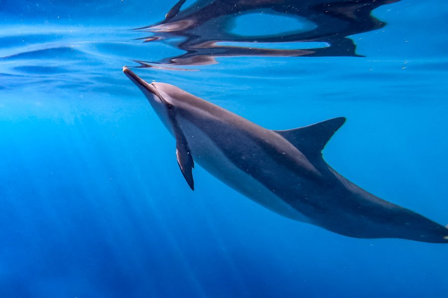 43+ Aloha Dolphin Tours Kona Package