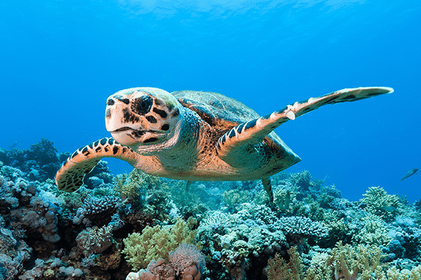 44+ Big Island Snorkeling Tour