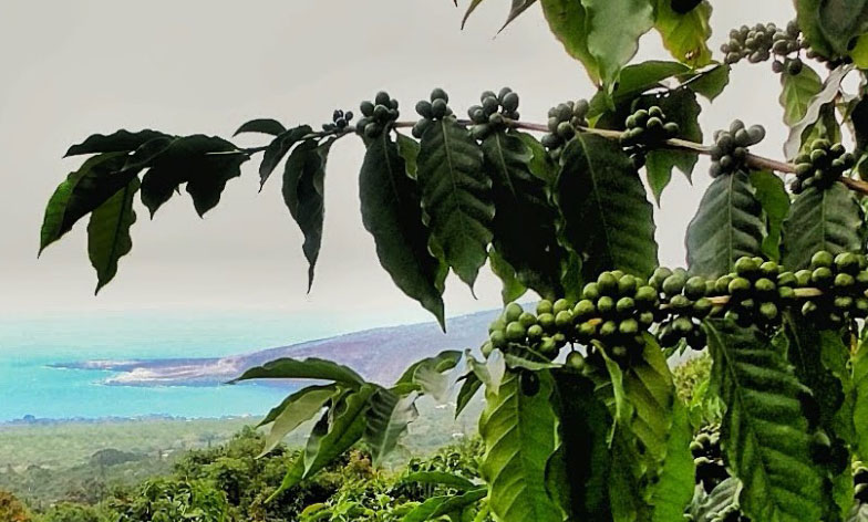 Best Coffee Tours Kona Hi&nbsp;Package
