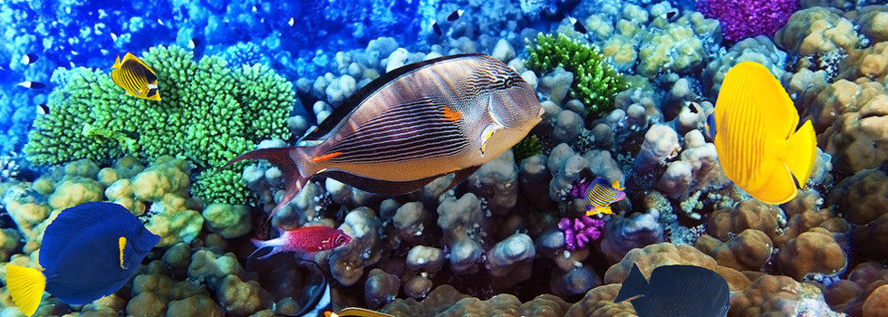 Exploring Big Island Captain Cook Snorkeling Packages