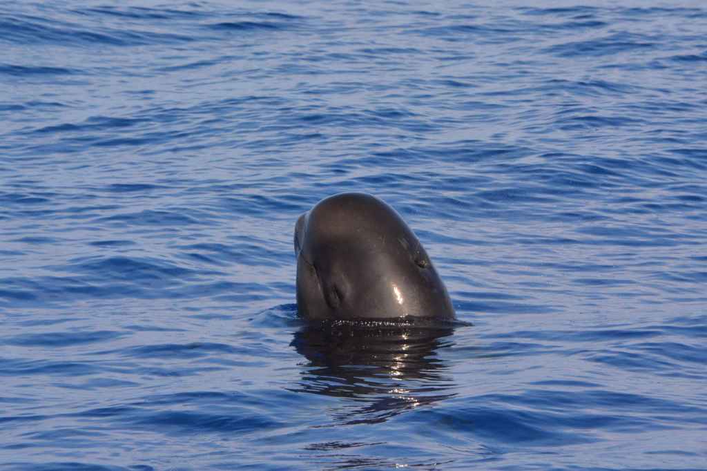Dolphin Excursion Big Island Package