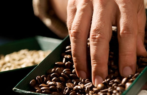 Amazing Coffee Plantation Tours Near Kona