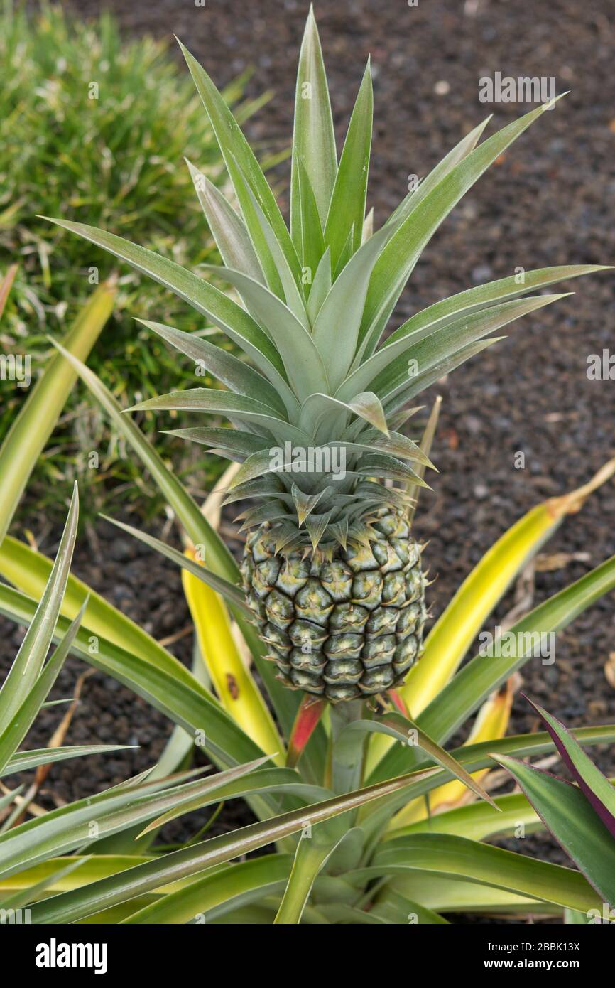 40+ Big Island Pineapple Tour&nbsp;Packages