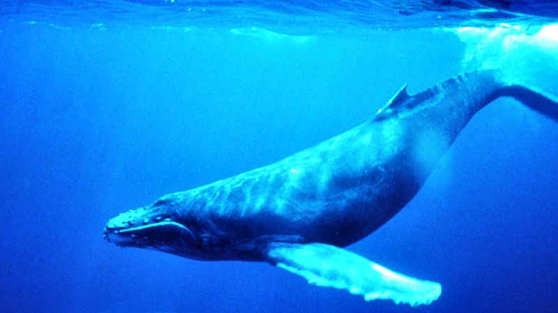 11+ Whale Watching Tours On The Big Island&nbsp;Package