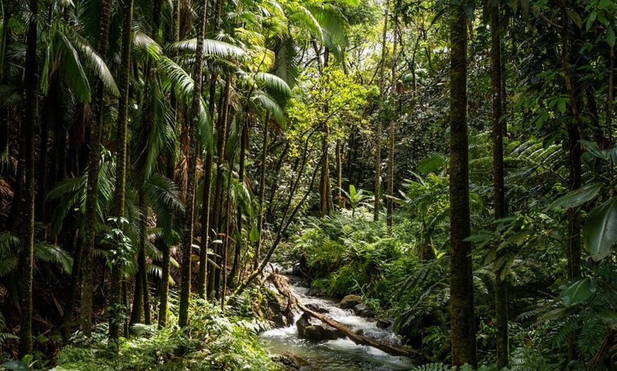 Exploring Big Island Rainforest Tour