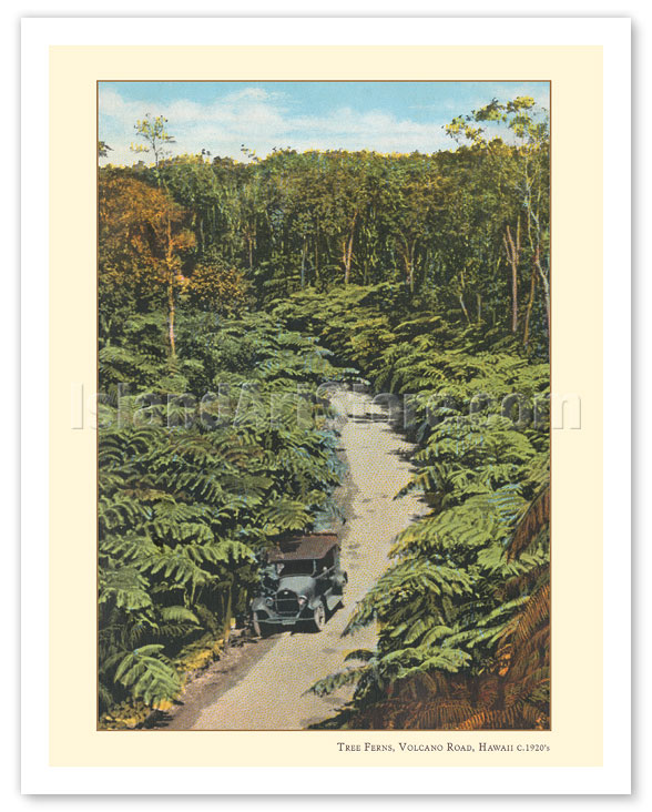 Best Big Island Volcano Trees Packages
