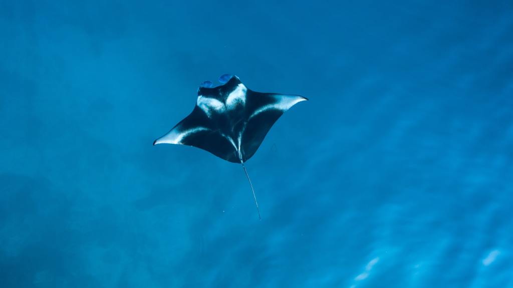 11+ Best Manta Ray Snorkel Hawaii&nbsp;Packages
