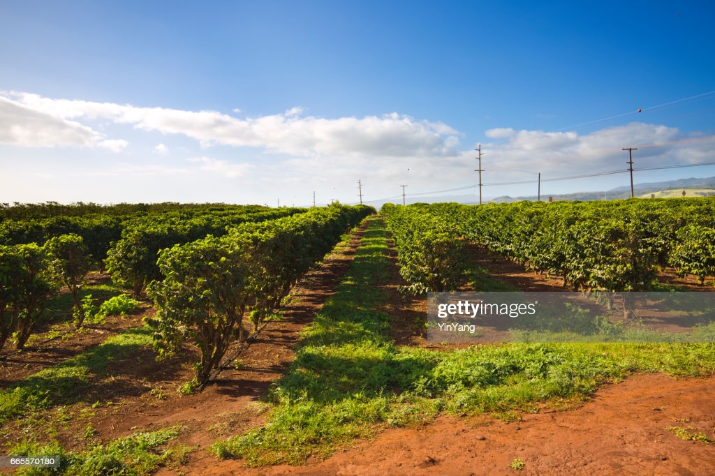 Coffee Plantation Kona Hawaii&nbsp;Package