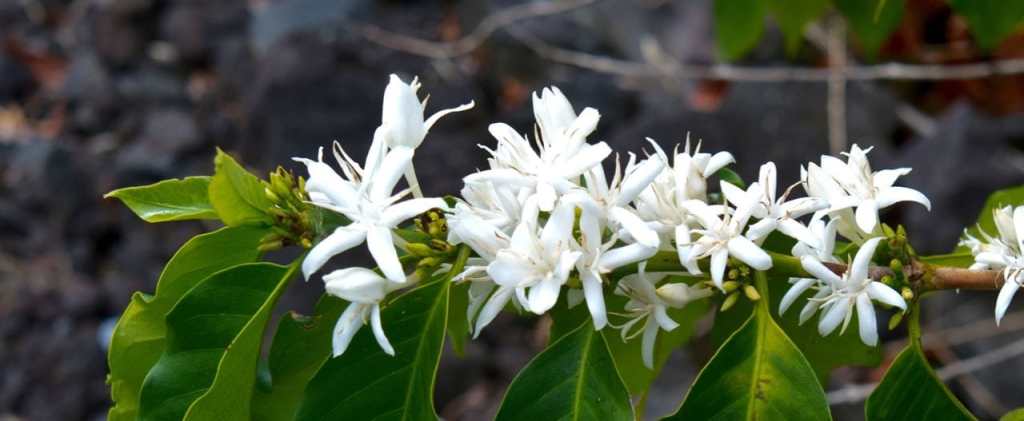 Exploring Kona Coffee Tours Kona Hawaii