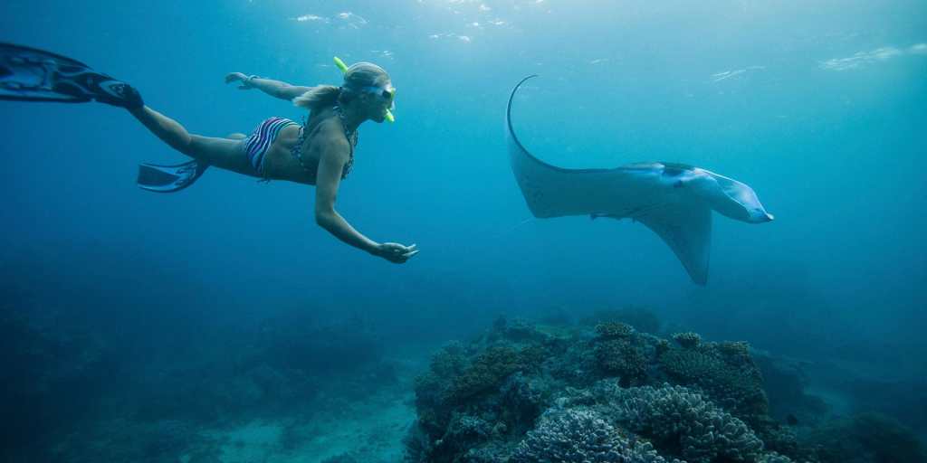 43+ Best Manta Ray Tour Big Island