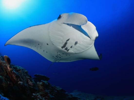Amazing Best Manta Ray Snorkel Big Island Package