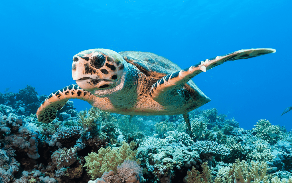 38+ Snorkeling Tours On Big Island Hawaii&nbsp;Package