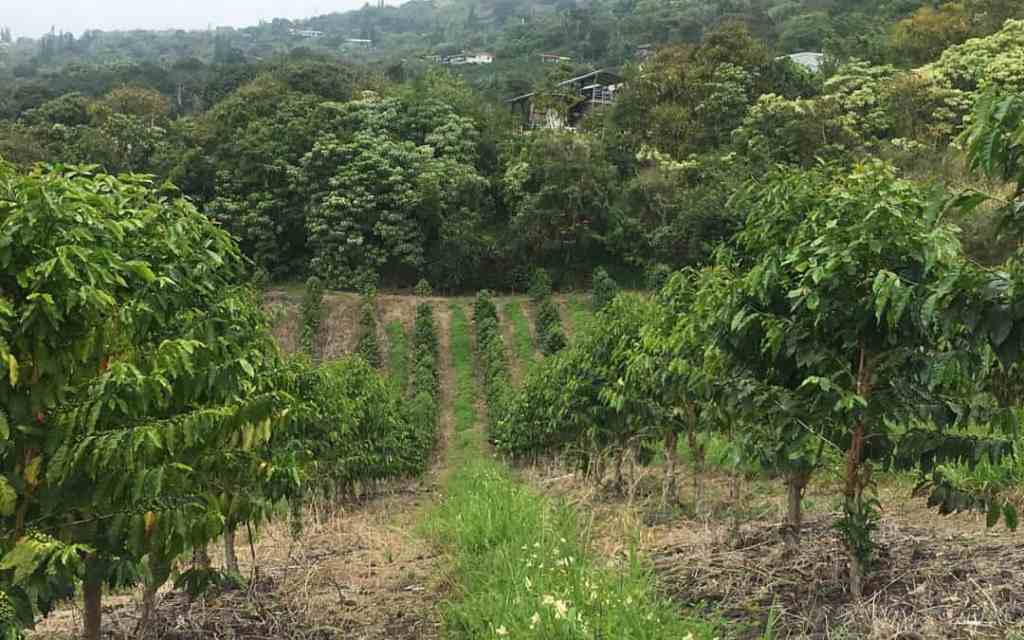 28+ Kona Coffee Tours Big Island&nbsp;Hawaii