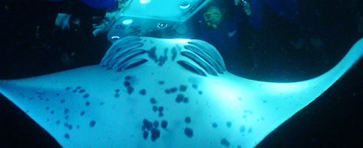 31+ Kona Manta Tour