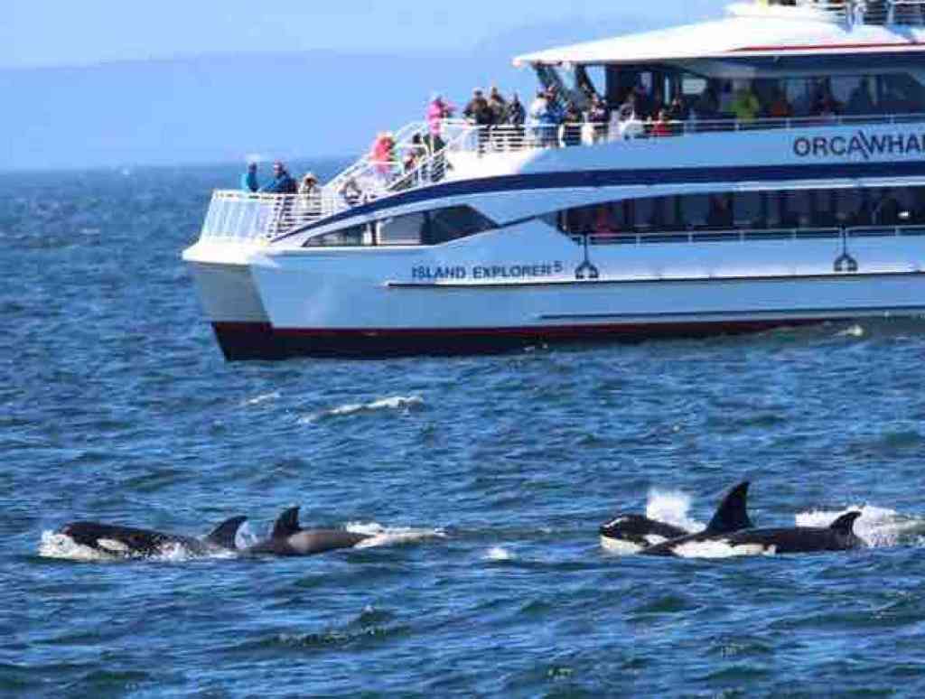 Amazing Big Island Whale Season